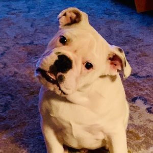 Meet your Posher, Pamela